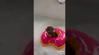 поросята в ванной 