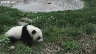 Funny cute baby pandas fall over! - Natural World Special: Panda Makers - BBC Two