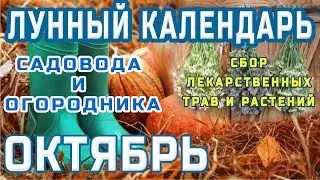 🌙ЛУННЫЙ КАЛЕНДАРЬ САДОВОДА И ОГОРОДНИКА 🍅НА ОКТЯБРЬ МЕСЯЦ🌕СБОР ЛЕКАРСТВЕННЫХ ТРАВ И РАСТЕНИЙ