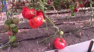 Томат сорта Рим - Королевский сад