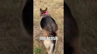 Taking Jenny out of a Walk | Jumping Edition