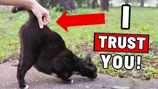 That's How Your Cat Shows They Trust You (#1 is Gross!)