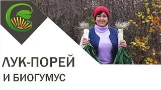 Лук порей и биогумус