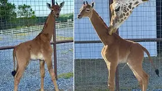 Rare spotless giraffe born at Tennessee zoo