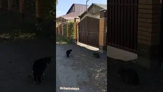 Один котейка решил докопаться до другого 😅