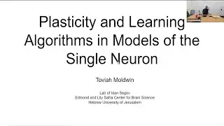 Plasticity and Learning Algorithms in Models of the Single Neuron - August 25, 2022