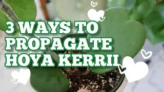 3 WAYS TO PROPAGATE HOYA KERRII: ziploc bag method, sphagnum moss, perlite (semi-hydroponic)