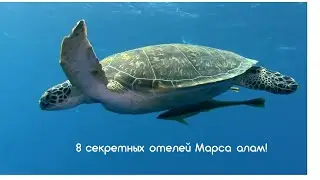 Египет. Марса Алам. 8 крутых отелей! | bambarbia.tv