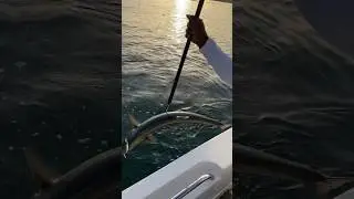 Скумбрия на воблер 