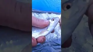 Рыбалка на поплавок у декабре!Крупная плотва сходит с ума 
