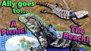 An Adventure with our Tegu, Ally!