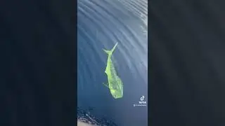 Самая Красивая рыба в Оманском Заливе 