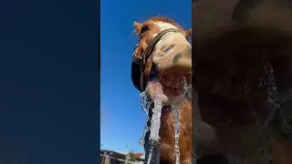 Happy Water Horse