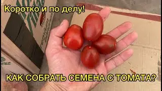 Сбор семян томата - БЫСТРО и ПРОСТО!