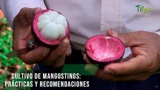 Cultivo de mangostinos: prácticas y recomendaciones - TvAgro por Juan Gonzalo Angel Restrepo