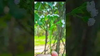 LMC 8.4 Macro Config || Viral Gcam || 