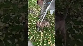 Бультерьер падает на спину ￼ Bullterrier fällt auf dem Rücken