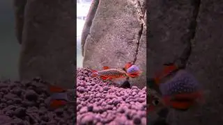 Смотрите что засняла😃 А у Вас есть видео или фото Ваших танцующих рыбок?