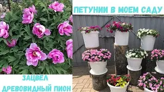 Петунии в моем саду. Белое петуниевое дерево. Зацвел древовидный пион.