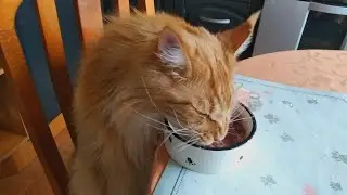 Мейн кун Степа и кот Тихон. Снова хорошо кушает старший кот.