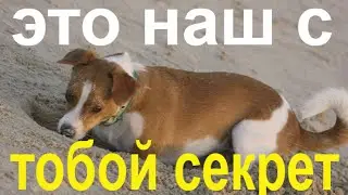 Песня Это наш с тобой Секрет