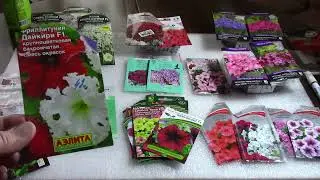Сажаем петунию.  Сорта и различия