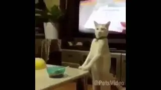 СМЕХ ДА ЮМОР: кот встал на стол
