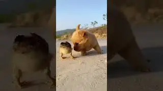 A cute puppy playing with a chick. A beautiful moment #5080 - #shorts,#dog