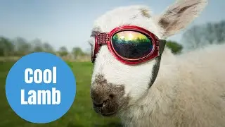 Flash the Lamb who has to wear SUNGLASSES to protect his eyes