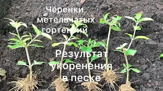 ЧЕРЕНКИ МЕТЕЛЬЧАТЫХ ГОРТЕНЗИЙ. РЕЗУЛЬТАТ УКОРЕНЕНИЯ🌱🌱🌱