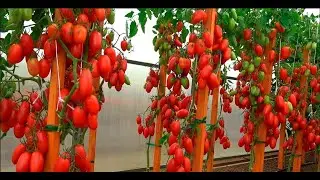 ОБЗОР ОЧЕНЬ КРАСИВОГО И УРОЖАЙНОГО ОГОРОДА
