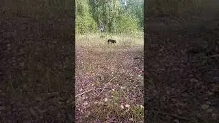 Фенрир и Саванна