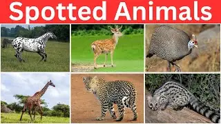 24 Hours to Learn Spotted Animals and Birds in English