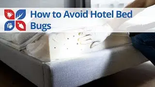 How to Avoid Hotel Bed Bugs | DoMyOwn.com