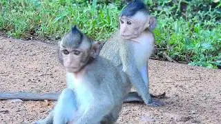 Poor orphan baby monkey Pinky & Allie feeling sad & a bit feared others cos no moms take care.