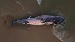 Baleia de 13 metros é encontrada morta em Santa Catarina | AFP