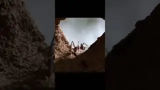 This beetle can shoot formic acid.