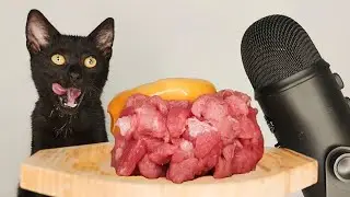 CAT EATING MEAT & EGG YOLK ASMR MUKBANG