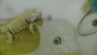 Мальчишка купается