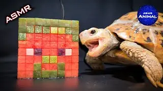 Funny ASMR Mukbang Eating Minecraft Steve 🐢 Turtle Tortoise 99