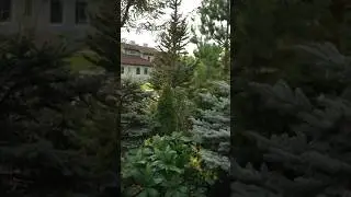 Как вам размерчики дерева и первоцвета в этой парочке?😁