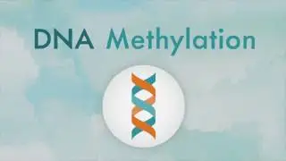 How DNA methylation works