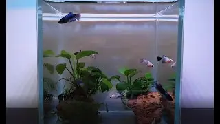 МОЖНО ЛИ ПОСАДИТЬ МНОГО ПЕТУШКОВ В ОДИН АКВАРИУМ? НАНО АКВАРИУМ!Betta splendens