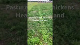 Effect’s of chicken tractors on the grass after 1 week