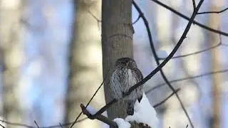 Воробьиный  сычик. Измайловский  парк