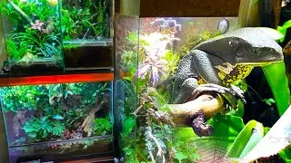Новые флорариумы, лягушки и муравьи Димы Кашкарова. Смотрим и отвечаем на ваши вопросы
