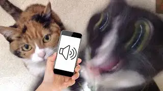 Sounds To Make Your Cat or Dog Go Crazy (GUARANTEED)
