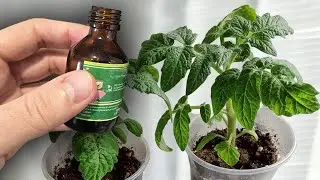 СЛАБАЯ РАССАДА СТАНЕТ ЖИРНЕНЬКОЙ И КОРЕНАСТОЙ СРАЗУ! ЭТО КОПЕЕЧНОЕ СРЕДСТВО ВЫРУЧАЕТ КАЖДЫЙ ГОД