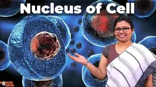 Nucleus Structure and Function | Cell