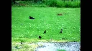 corbeau patte cassée